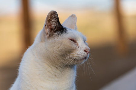 A feral white cat rests in a sand dune areaの写真素材