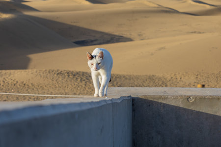 A feral white cat rests in a sand dune areaの写真素材