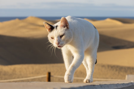 A feral white cat rests in a sand dune areaの写真素材