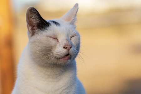 A feral white cat rests in a sand dune areaの写真素材