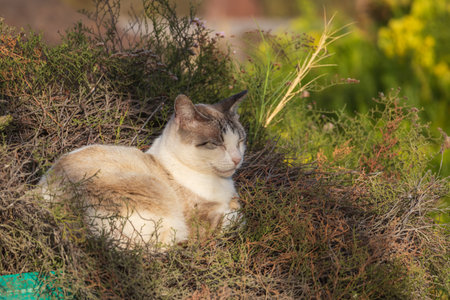A feral white cat rests in a sand dune areaの写真素材