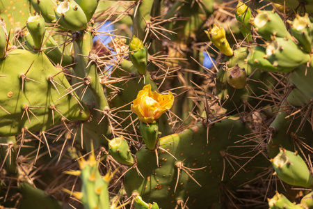 Green cactus plant in the wild has thornsの写真素材