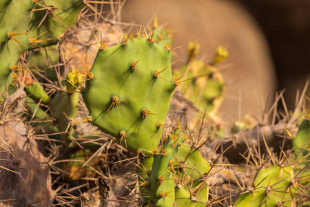 Green cactus plant in the wild has thornsの写真素材