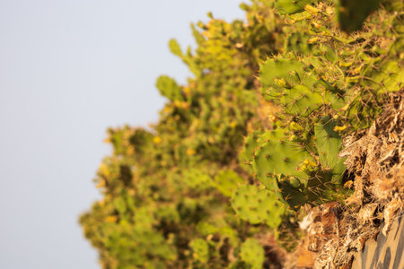 Green cactus plant in the wild has thornsの写真素材