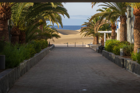 Palm trees at Maspalomas on Gran Canaria in Spainの写真素材