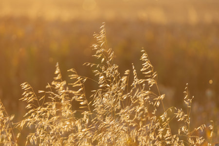 Beautiful field in the setting sunの写真素材