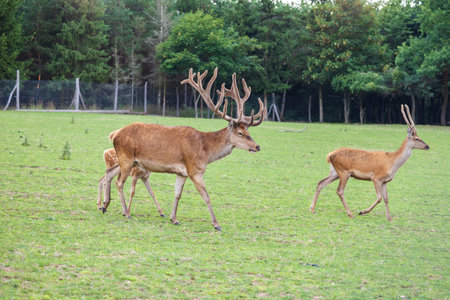 Deer - Cervus and doe in a green meadow at the edge of the forestの写真素材