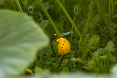 Small yellow pumpkin among green leaves in the garden