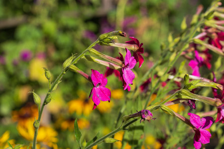 Blooming colorful flowers of plants in the gardenの写真素材