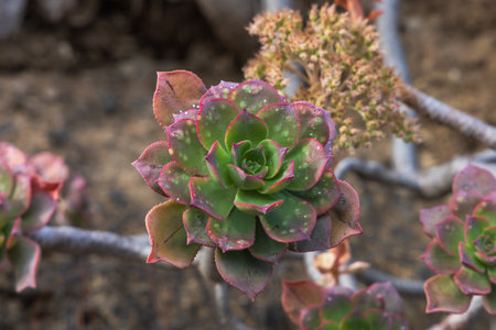 Plants, flowers, cacti in the protected reserve of Caldera de Bandama in Gran Canaria, Spainの写真素材