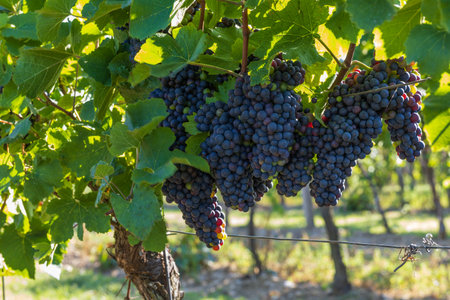 Vineyard and bunch of ripening wine. Small colorful balls in green leaves