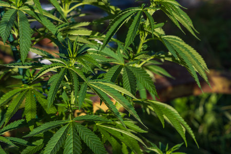 Green cannabis plant - Cannabis sativa for healing