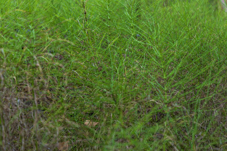 Flooded quarry with wetland. Flora and fauna. Beautiful flowers in the meadow