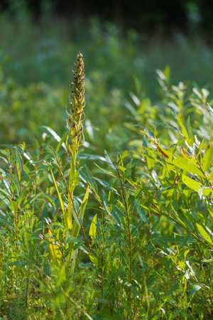 Flooded quarry with wetland. Flora. Beautiful flowers in the meadow