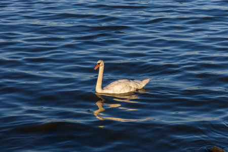 A large white swan swims on the lakeの写真素材