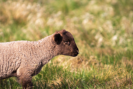 Colorful sheep on a green meadowの写真素材