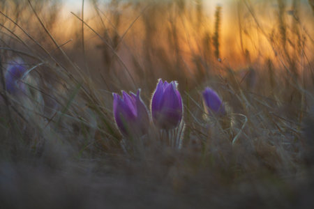 Large-flowered pasqueflower at sunset