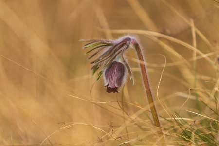 Pasqueflower - Pulsatilla pratensis in a meadow in the setting sun
