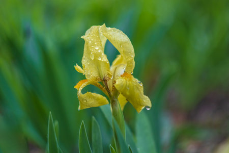 Yellow iris flower in green leaves backgroundの写真素材