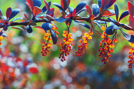 Colorful flower bush in the sun. Nice bokehの写真素材