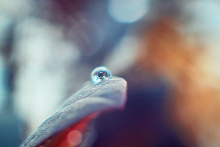 Water drops on the leaves of bushes. Nice bokehの写真素材