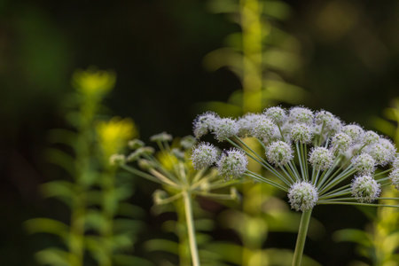 Forest wildflowers in a meadow in a wetland