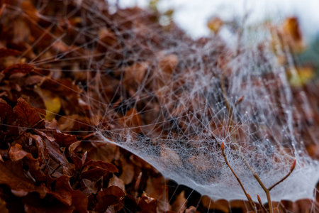 Morning spider web with dew drops on itの写真素材
