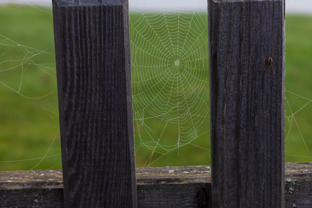 Morning spider web with dew drops on itの写真素材