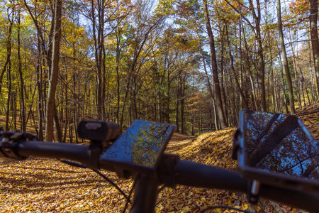 Forest autumn colorful landscape. Trees and paths with colorful leavesの写真素材