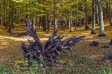 Forest autumn colorful landscape. Trees and paths with colorful leavesの写真素材