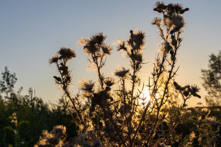 Dramatic silhouette of dried thistle seed heads in the intense backlight of the setting sunの写真素材