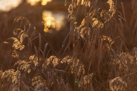 Reeds in warm golden backlight at sunsetの写真素材