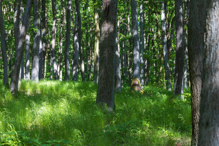 The scene is defined by a sharp contrast between the dark tree trunks and the bright green, vibrantly illuminated grassy clearing in the foregroundの写真素材