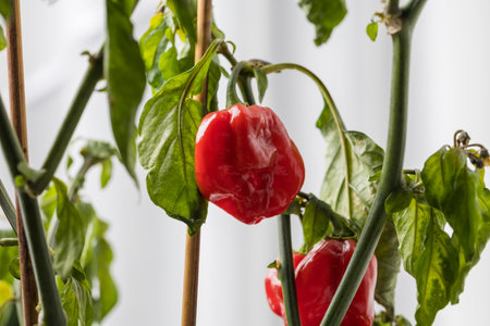 The pepper is bright red and slightly wrinkled, surrounded by deep green leavesの写真素材