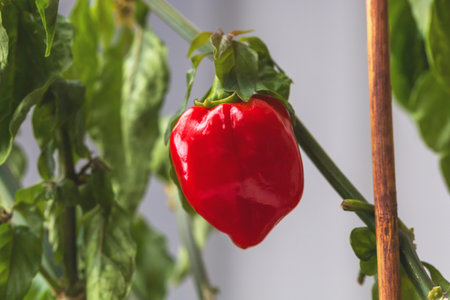 The pepper is bright red and slightly wrinkled, surrounded by deep green leavesの写真素材