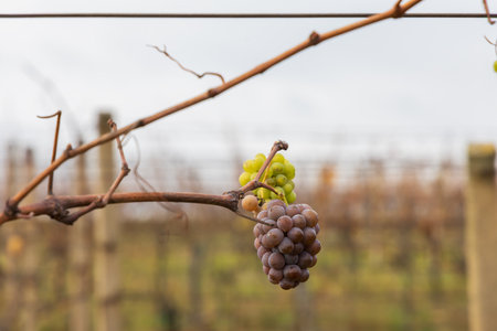 The vineyard stretches into the distance under an overcast, dramatic sky. The scene evokes themes of the end of the harvest, preparation for winter, or the production of ice wine.の写真素材