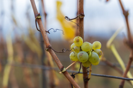 The scene evokes a very late harvest in an autumn or winter vineyard, often used for making Ice Wineの写真素材