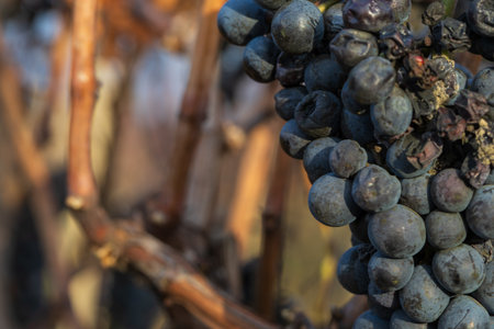 The scene evokes themes of the end of the harvest, preparation for winter, or the production of ice wine.の写真素材