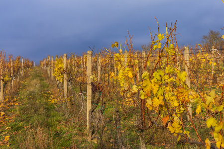A vibrant, low-angle shot captured in a vineyard during the height of late autumn color. The image features rows of dormant grapevines, their foliage turned brilliant yellow and gold before dropping.の写真素材