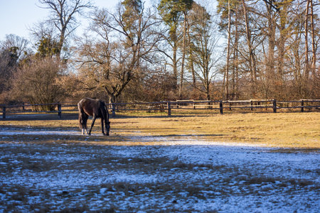A peaceful scene of a dark bay horse grazing in a rural pasture. The ground is partially covered with frost and light snow, illuminated by warm golden hour sunlight. Background features a rustic wooden fence and bare deciduous trees under a clear blue skyの写真素材