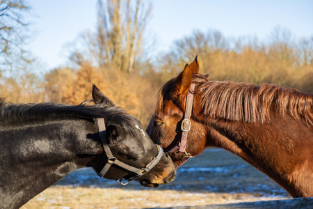 Two horses, a bay and a chestnut, together in a rural winter paddock near a forest. The image captures their social interaction, calm movement, or grazing together on frost-covered grass. Warm golden hour sunlight and long shadows emphasize the peaceful countryside atmosphere, companionship between animals, and the beauty of farm life in winter.の写真素材