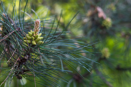A detailed macro shot of young male pine cones (pollen cones) at the tip of a branch. The image...