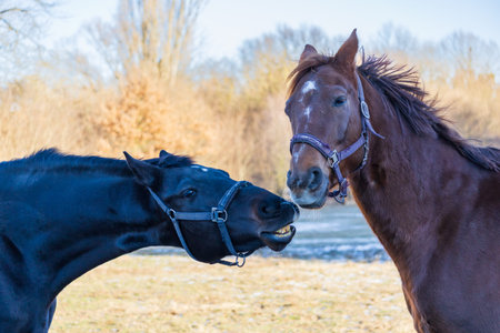 A medium close-up shot featuring the heads of two horses â a black one and a chestnut one â standing close together in a winter paddock. Both horses are wearing halters, and their coats are illuminated by the warm, golden light of the late afternoon sun. The background shows a serene rural landscape with leafless trees and a clear blue sky. This image evokes feelings of companionship, tranquility, and authentic farm life.の写真素材