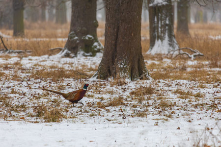 A full-body side view of a male Common Pheasant (Phasianus colchicus) walking across a snow-covered ground in a winter forest. The photograph highlights the bird's vibrant plumage against the backdrop of white snow, dry withered grass, and large tree trunks. This authentic wildlife scene captures the serene and cold atmosphere of the winter season. Perfect for nature-themed publications, environmental education materials.の写真素材