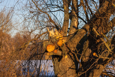 A close-up shot of a thick tree trunk with several freshly sawn-off branches. The orange-golden wood...