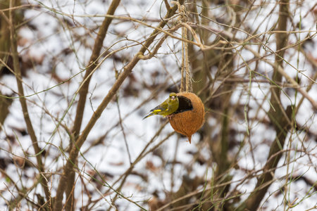 A front-facing close-up of a European Greenfinch (Chloris chloris) perched inside a DIY eco-friendly...