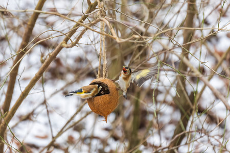 Two European goldfinches (Carduelis carduelis) on a hanging coconut shell bird feeder. One bird is perched inside while the other is captured in flight with spread wings against a blurred winter background with snow.の写真素材