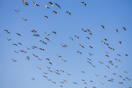 A massive flock of Greater white-fronted geese (Anser albifrons) flying against a clear blue sky. The shot captures hundreds of birds in flight during seasonal migration. Impressive natural phenomenon illustrating wild bird migration.の写真素材