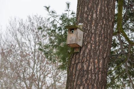 A close-up shot of a rustic wooden bird nesting box mounted on the textured bark of a mature pine...