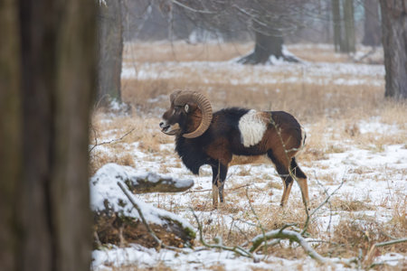 A detailed profile shot of an adult male Mouflon ram (Ovis aries musimon) with impressive curved horns and a distinctive white saddle patch. The ram stands on a snowy meadow, alert and vocalizing in a winter forest environment.の写真素材